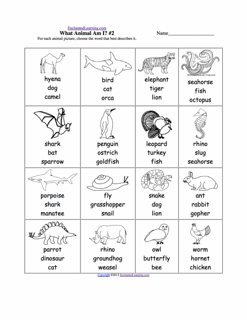 1St Grade Animals Worksheet Printable What Do Animals Eat Worksheet 